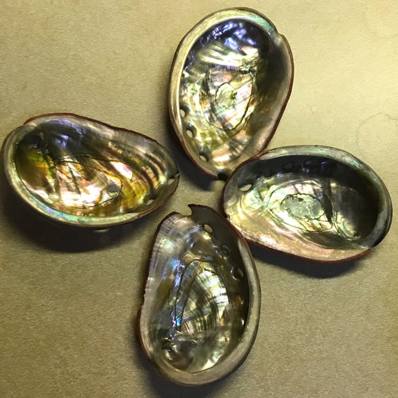 8 Genuine Abalone Shells